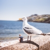 irland-215