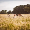 irland-116