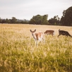 irland-117