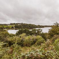 pic-462