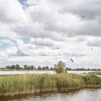 pic-439
